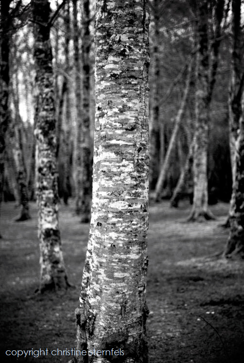 REFOCUS - Copyright Christine Sternfels