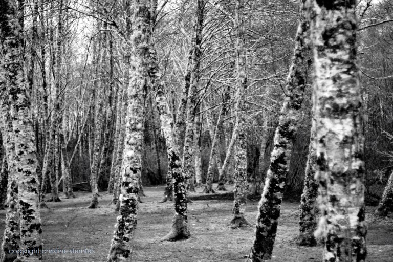 REFOCUS2 - Copyright Christine Sternfels