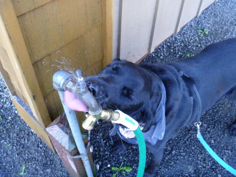 Charlie Sternfels (12)