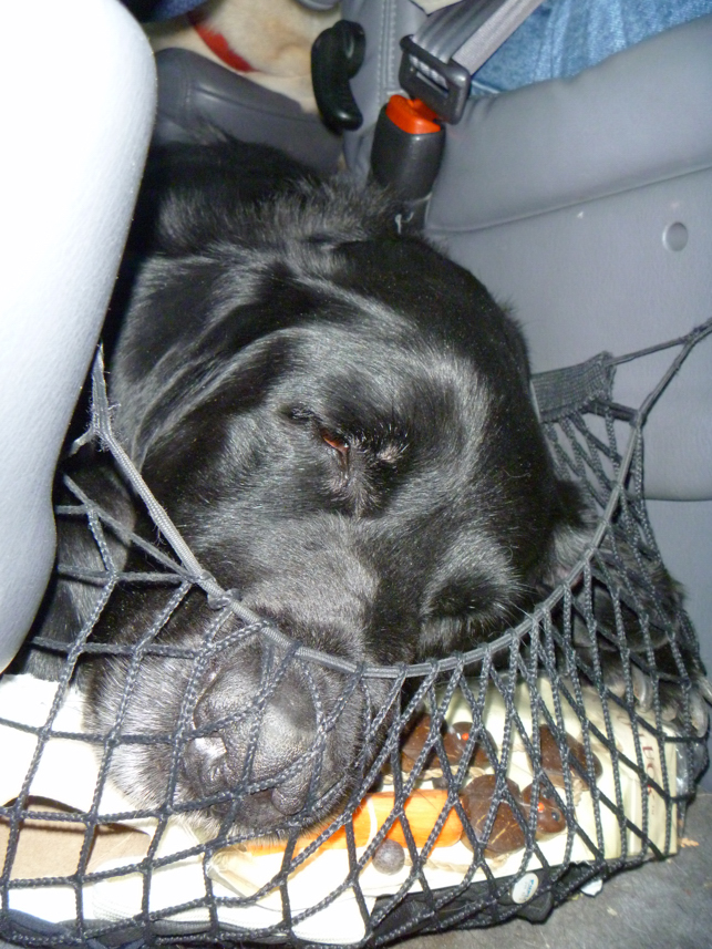 Charlie Sternfels (13)