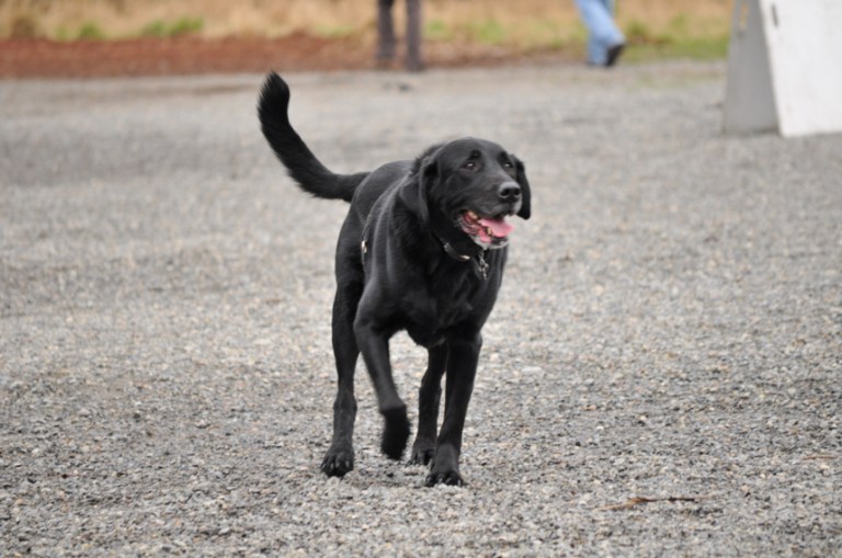 Charlie Sternfels (15)