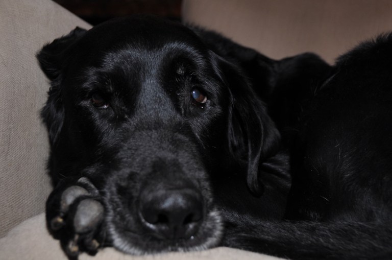 Charlie Sternfels (22)