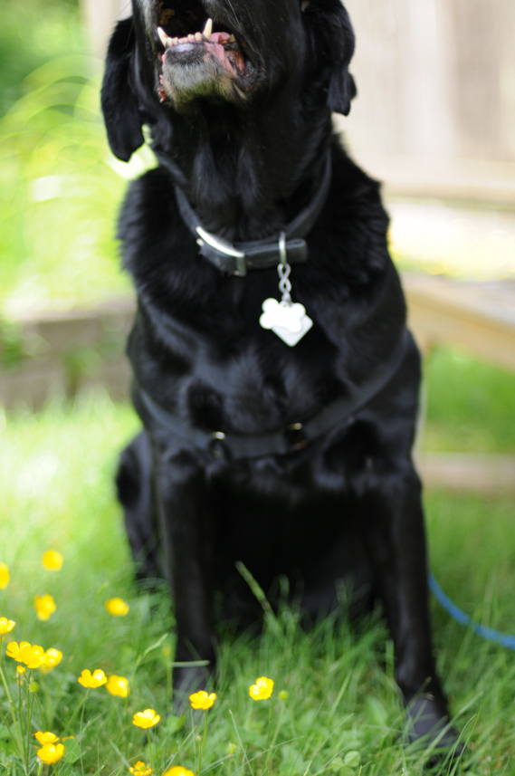 Charlie Sternfels (35)