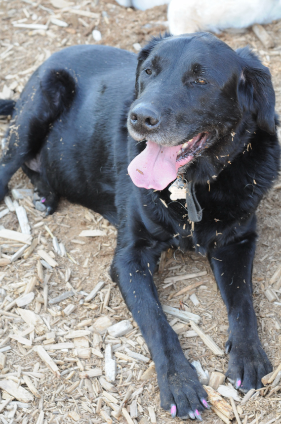 Charlie Sternfels (42)