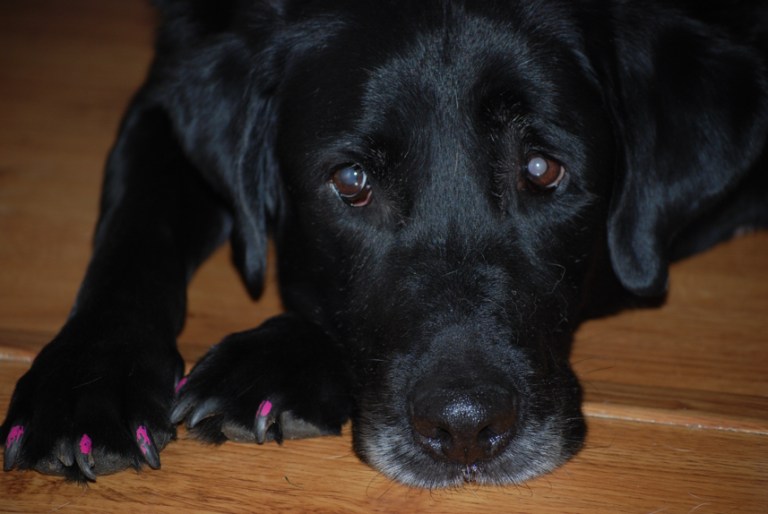 Charlie Sternfels (45)