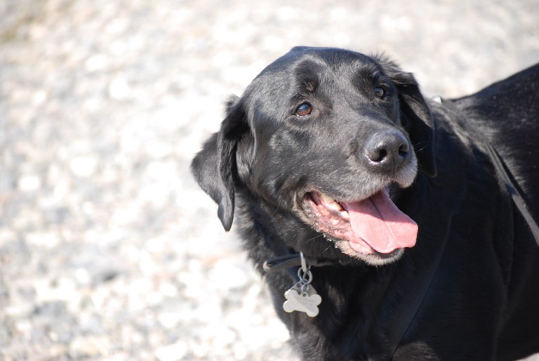 Charlie Sternfels (46)