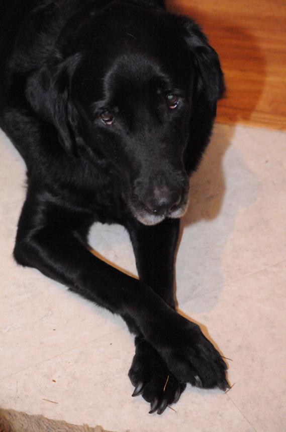 Charlie Sternfels (52)