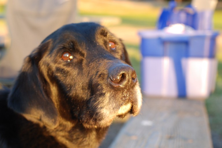 Charlie Sternfels (55)