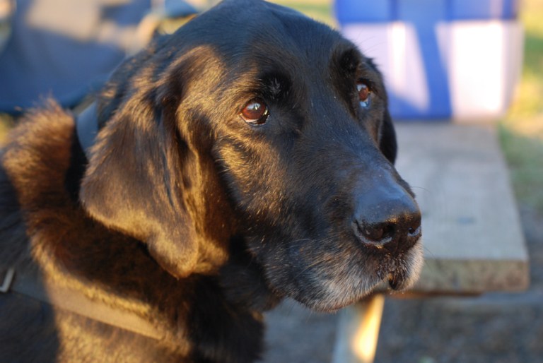 Charlie Sternfels (56)